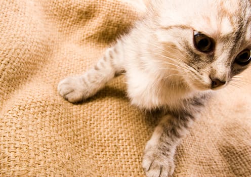 Cat - the small furry animal with four legs and a tail  people often keep cats as pets.