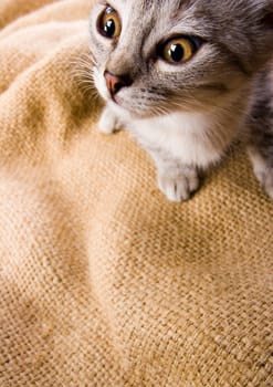 Cat - the small furry animal with four legs and a tail  people often keep cats as pets.