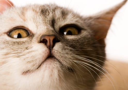 Cat - the small furry animal with four legs and a tail  people often keep cats as pets.
