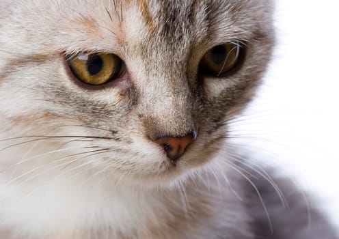 Cat - the small furry animal with four legs and a tail  people often keep cats as pets.