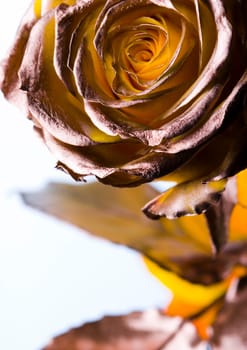 Rose (Rosa), a kind of flower which belongs to the rose-like family, includes over 200 species (according to some researchers up to a few thousands) bushes, which can be found in temperate and warm areas of the northern hemisphere.