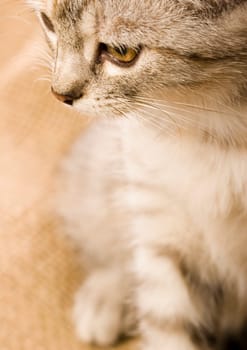 Cat - the small furry animal with four legs and a tail  people often keep cats as pets.