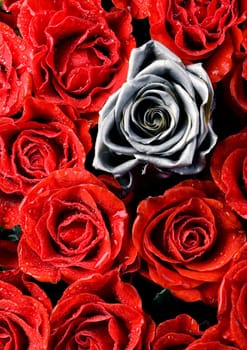 Rose (Rosa), a kind of flower which belongs to the rose-like family, includes over 200 species (according to some researchers up to a few thousands) bushes, which can be found in temperate and warm areas of the northern hemisphere.