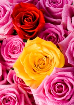 Rose (Rosa), a kind of flower which belongs to the rose-like family, includes over 200 species (according to some researchers up to a few thousands) bushes, which can be found in temperate and warm areas of the northern hemisphere.