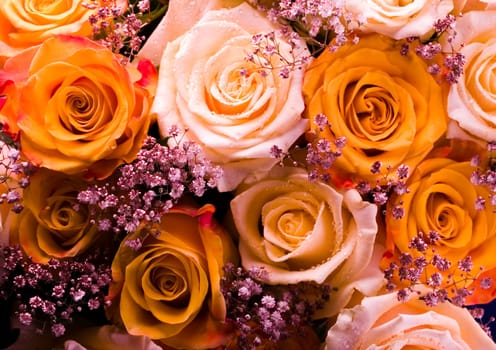 Rose (Rosa), a kind of flower which belongs to the rose-like family, includes over 200 species (according to some researchers up to a few thousands) bushes, which can be found in temperate and warm areas of the northern hemisphere.