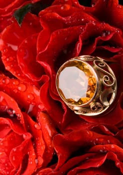 Rose (Rosa), a kind of flower which belongs to the rose-like family, includes over 200 species (according to some researchers up to a few thousands) bushes, which can be found in temperate and warm areas of the northern hemisphere.