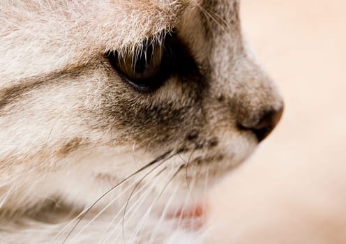 Cat - the small furry animal with four legs and a tail  people often keep cats as pets.