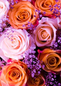 Rose (Rosa), a kind of flower which belongs to the rose-like family, includes over 200 species (according to some researchers up to a few thousands) bushes, which can be found in temperate and warm areas of the northern hemisphere.