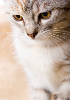 Cat - the small furry animal with four legs and a tail  people often keep cats as pets.