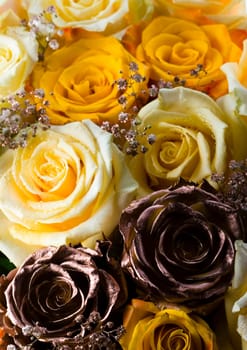 Rose (Rosa), a kind of flower which belongs to the rose-like family, includes over 200 species (according to some researchers up to a few thousands) bushes, which can be found in temperate and warm areas of the northern hemisphere.