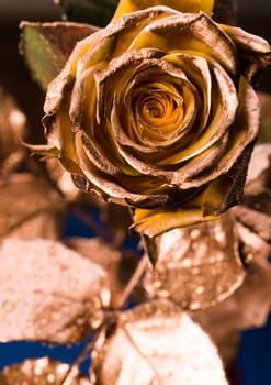 Rose (Rosa), a kind of flower which belongs to the rose-like family, includes over 200 species (according to some researchers up to a few thousands) bushes, which can be found in temperate and warm areas of the northern hemisphere.