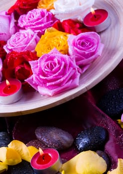 Rose (Rosa), a kind of flower which belongs to the rose-like family, includes over 200 species (according to some researchers up to a few thousands) bushes, which can be found in temperate and warm areas of the northern hemisphere.