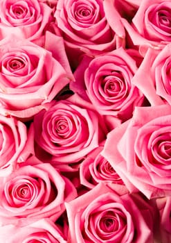 Rose (Rosa), a kind of flower which belongs to the rose-like family, includes over 200 species (according to some researchers up to a few thousands) bushes, which can be found in temperate and warm areas of the northern hemisphere.