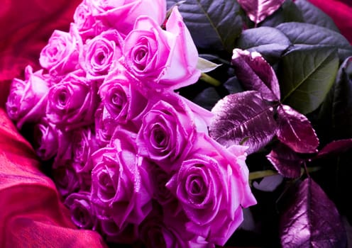 Rose (Rosa), a kind of flower which belongs to the rose-like family, includes over 200 species (according to some researchers up to a few thousands) bushes, which can be found in temperate and warm areas of the northern hemisphere.