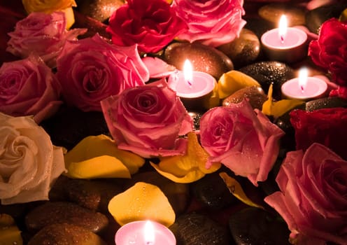 Rose (Rosa), a kind of flower which belongs to the rose-like family, includes over 200 species (according to some researchers up to a few thousands) bushes, which can be found in temperate and warm areas of the northern hemisphere.