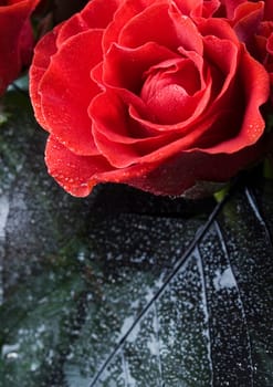 Rose (Rosa), a kind of flower which belongs to the rose-like family, includes over 200 species (according to some researchers up to a few thousands) bushes, which can be found in temperate and warm areas of the northern hemisphere.