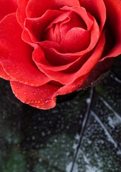 Rose (Rosa), a kind of flower which belongs to the rose-like family, includes over 200 species (according to some researchers up to a few thousands) bushes, which can be found in temperate and warm areas of the northern hemisphere.