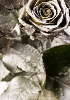 Rose (Rosa), a kind of flower which belongs to the rose-like family, includes over 200 species (according to some researchers up to a few thousands) bushes, which can be found in temperate and warm areas of the northern hemisphere.
