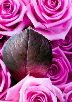 Rose (Rosa), a kind of flower which belongs to the rose-like family, includes over 200 species (according to some researchers up to a few thousands) bushes, which can be found in temperate and warm areas of the northern hemisphere.