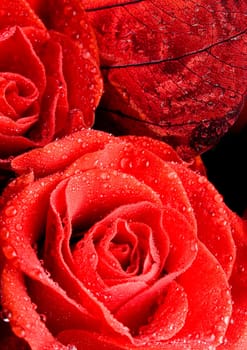 Rose (Rosa), a kind of flower which belongs to the rose-like family, includes over 200 species (according to some researchers up to a few thousands) bushes, which can be found in temperate and warm areas of the northern hemisphere.
