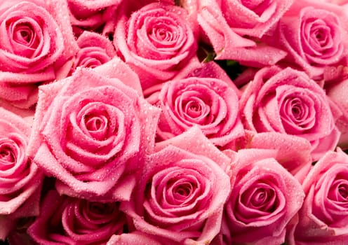 Rose (Rosa), a kind of flower which belongs to the rose-like family, includes over 200 species (according to some researchers up to a few thousands) bushes, which can be found in temperate and warm areas of the northern hemisphere.