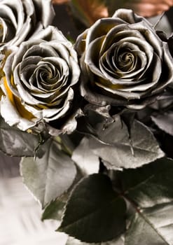 Rose (Rosa), a kind of flower which belongs to the rose-like family, includes over 200 species (according to some researchers up to a few thousands) bushes, which can be found in temperate and warm areas of the northern hemisphere.