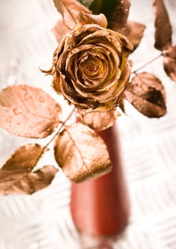 Rose (Rosa), a kind of flower which belongs to the rose-like family, includes over 200 species (according to some researchers up to a few thousands) bushes, which can be found in temperate and warm areas of the northern hemisphere.            Rose (Rosa)