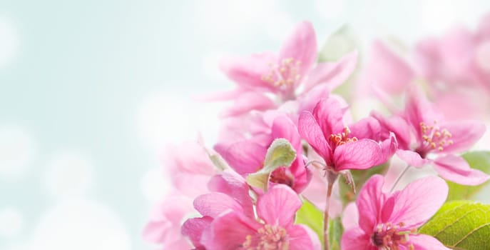 Beautiful spring flowers in japanese garden closeup with bokeh abstract light background. Springtime nature wallpaper art. Cherry blossom design banner with border and copyspace.