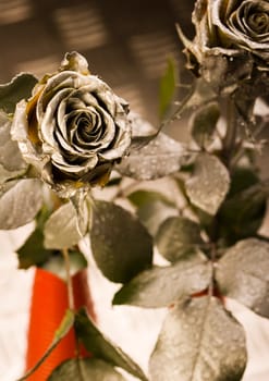 Rose (Rosa), a kind of flower which belongs to the rose-like family, includes over 200 species (according to some researchers up to a few thousands) bushes, which can be found in temperate and warm areas of the northern hemisphere.            Rose (Rosa)