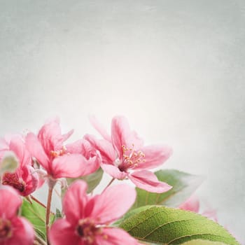 Beautiful spring cherry blossom bouquet with art canvas texture. Springtime concept. Flower artwork background design with copyspace.
