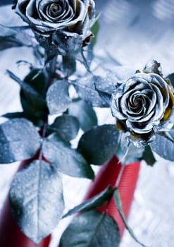 Rose (Rosa), a kind of flower which belongs to the rose-like family, includes over 200 species (according to some researchers up to a few thousands) bushes, which can be found in temperate and warm areas of the northern hemisphere.