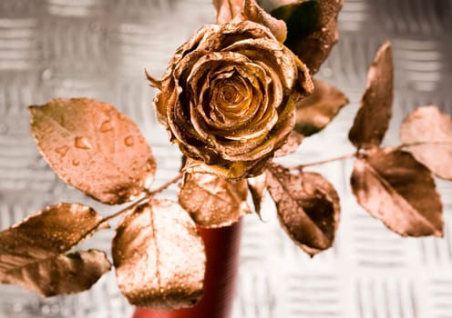 Rose (Rosa), a kind of flower which belongs to the rose-like family, includes over 200 species (according to some researchers up to a few thousands) bushes, which can be found in temperate and warm areas of the northern hemisphere.