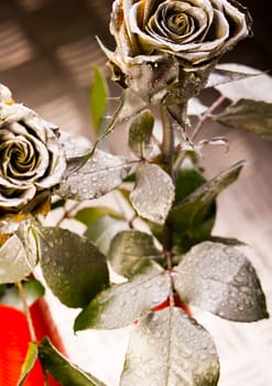 Rose (Rosa), a kind of flower which belongs to the rose-like family, includes over 200 species (according to some researchers up to a few thousands) bushes, which can be found in temperate and warm areas of the northern hemisphere.