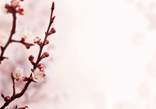 Beautiful asian garden in spring wallpaper. Cherry blossom flower banner background design. Blooming tree closeup with sunlight and bokeh background.