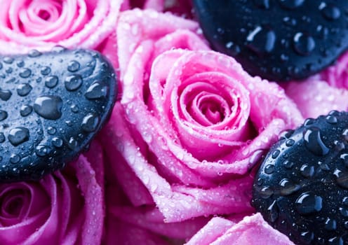 Rose (Rosa), a kind of flower which belongs to the rose-like family, includes over 200 species (according to some researchers up to a few thousands) bushes, which can be found in temperate and warm areas of the northern hemisphere.
