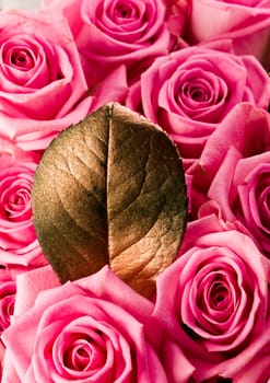 Rose (Rosa), a kind of flower which belongs to the rose-like family, includes over 200 species (according to some researchers up to a few thousands) bushes, which can be found in temperate and warm areas of the northern hemisphere.                Rose (Ro