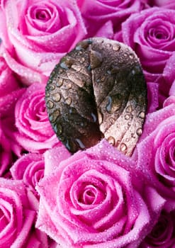 Rose (Rosa), a kind of flower which belongs to the rose-like family, includes over 200 species (according to some researchers up to a few thousands) bushes, which can be found in temperate and warm areas of the northern hemisphere.