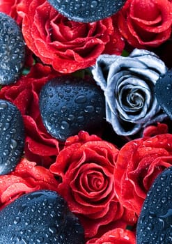 Rose (Rosa), a kind of flower which belongs to the rose-like family, includes over 200 species (according to some researchers up to a few thousands) bushes, which can be found in temperate and warm areas of the northern hemisphere.