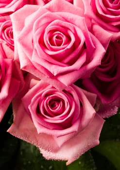 Rose (Rosa), a kind of flower which belongs to the rose-like family, includes over 200 species (according to some researchers up to a few thousands) bushes, which can be found in temperate and warm areas of the northern hemisphere.