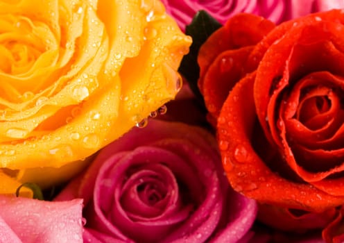Rose (Rosa), a kind of flower which belongs to the rose-like family, includes over 200 species (according to some researchers up to a few thousands) bushes, which can be found in temperate and warm areas of the northern hemisphere.