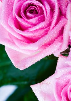 Rose (Rosa), a kind of flower which belongs to the rose-like family, includes over 200 species (according to some researchers up to a few thousands) bushes, which can be found in temperate and warm areas of the northern hemisphere.