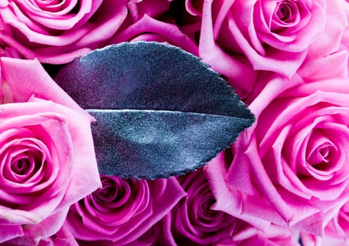Rose (Rosa), a kind of flower which belongs to the rose-like family, includes over 200 species (according to some researchers up to a few thousands) bushes, which can be found in temperate and warm areas of the northern hemisphere.
