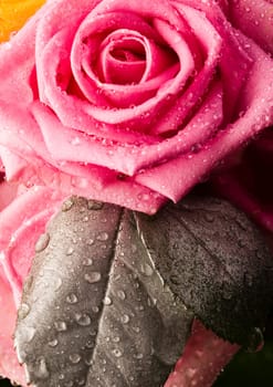 Rose (Rosa), a kind of flower which belongs to the rose-like family, includes over 200 species (according to some researchers up to a few thousands) bushes, which can be found in temperate and warm areas of the northern hemisphere.