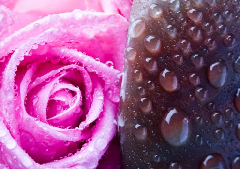 Rose (Rosa), a kind of flower which belongs to the rose-like family, includes over 200 species (according to some researchers up to a few thousands) bushes, which can be found in temperate and warm areas of the northern hemisphere.