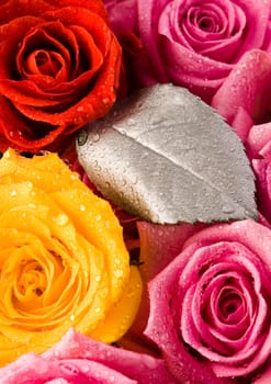 Rose (Rosa), a kind of flower which belongs to the rose-like family, includes over 200 species (according to some researchers up to a few thousands) bushes, which can be found in temperate and warm areas of the northern hemisphere.