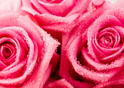 Rose (Rosa), a kind of flower which belongs to the rose-like family, includes over 200 species (according to some researchers up to a few thousands) bushes, which can be found in temperate and warm areas of the northern hemisphere.