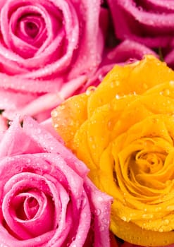 Rose (Rosa), a kind of flower which belongs to the rose-like family, includes over 200 species (according to some researchers up to a few thousands) bushes, which can be found in temperate and warm areas of the northern hemisphere.