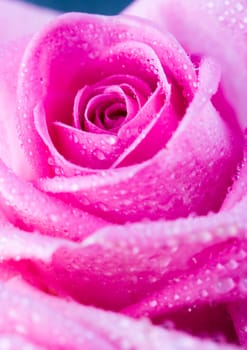 Rose (Rosa), a kind of flower which belongs to the rose-like family, includes over 200 species (according to some researchers up to a few thousands) bushes, which can be found in temperate and warm areas of the northern hemisphere.