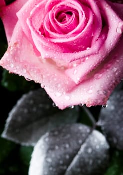 Rose (Rosa), a kind of flower which belongs to the rose-like family, includes over 200 species (according to some researchers up to a few thousands) bushes, which can be found in temperate and warm areas of the northern hemisphere.