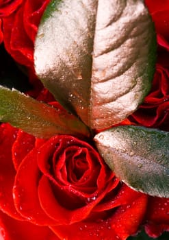 Rose (Rosa), a kind of flower which belongs to the rose-like family, includes over 200 species (according to some researchers up to a few thousands) bushes, which can be found in temperate and warm areas of the northern hemisphere.